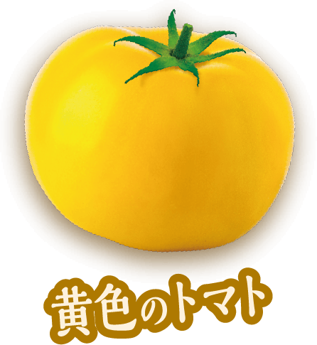 黄色のトマト