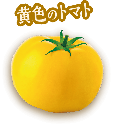 黄色のトマト