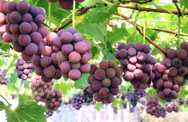 ブルーム