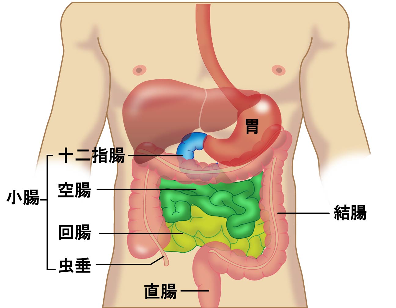 腸