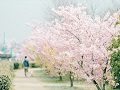 桜の花見を楽しみながら理想のボディを手に入れよう