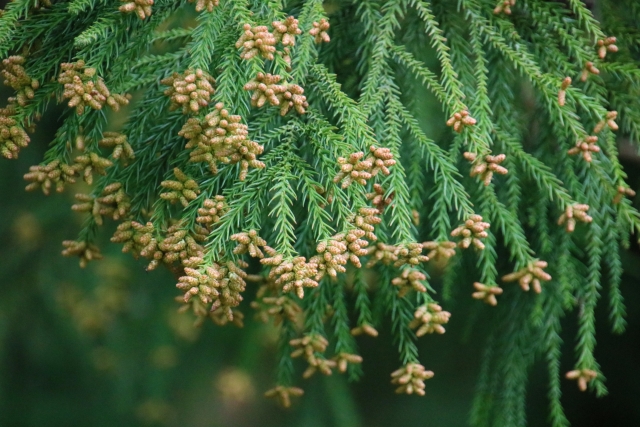 花粉症