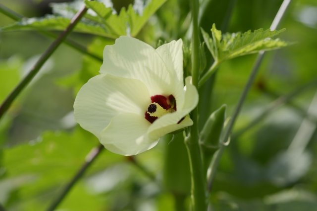 オクラの花