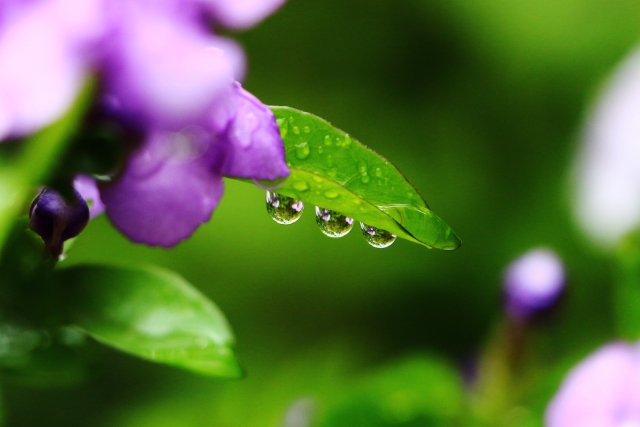 梅雨