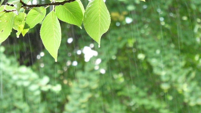 梅雨の雨音